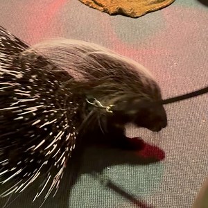 California Secretary of State on Reels | Facebook