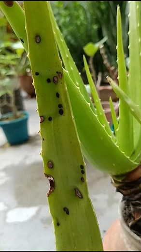 Aloe Vera's Worst Enemy: How to Spot & Treat Anthracnose #shorts #disease
