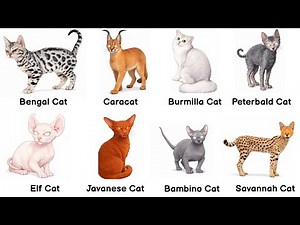 Every Strange Hybrid Cat Breeds Explained
