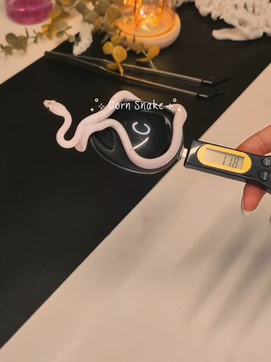 How to Estimate Corn Snake Age Guide