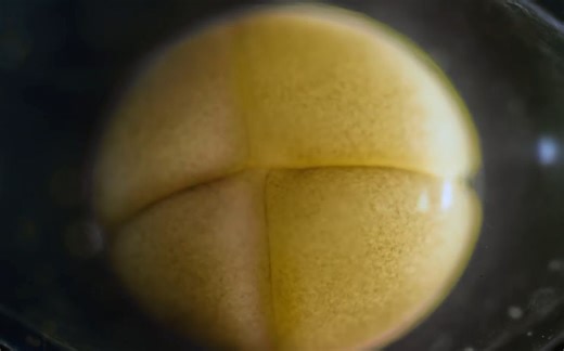 美轮美奂！实拍某生物受精卵分裂-胚胎发育孵化的整个过程，猜猜是什么生物？