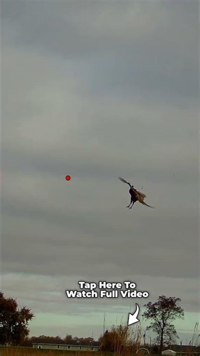 Flushing Rooster Pheasant Does Backflips #pheasant