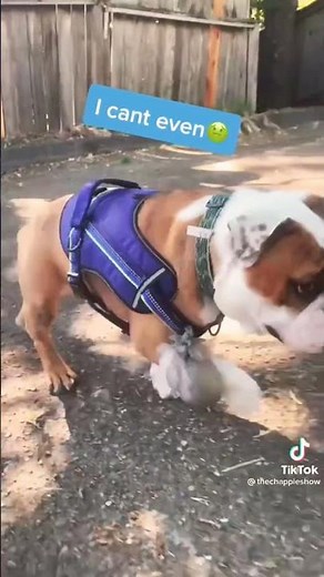 Tiktok Trending Dog Videos Poop Bag Challenge 🤣 #Shorts