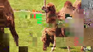 494 reactions · 319 shares | Enjoy a Summer Staycation with a WILD TWIST ⛺ Campers of all ages can experience an unforgettable fun family night under the stars at Yorkshire Wildlife Park! 女 Book your 2021 Roar & Snore wild camping escape online today! Find out more at www.yorkshirewildlifepark.com/roar-snore-camping | Yorkshire Wildlife Park | Facebook