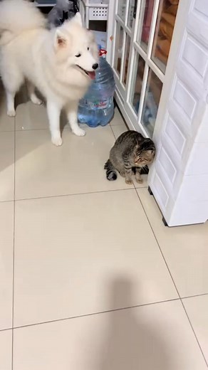 26K views · 679 reactions | mony udah good liat kucing gak tantrum lagi, udah berteman  #huski #huskie #huskies #thehuskies #husky #anjing #anjinglucu #dog #dogs #funnydog | The Huskies | Facebook