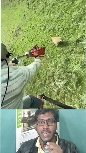 Deer caught by throwing net from the sky—amazing scene! 🦌🚁 #WildCatch #Helicopter #shorts #video