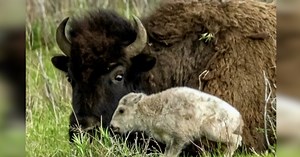 First known white bison calf born inside Yellowstone National Park has not been seen since early June