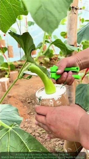 Growing Gourds with Mold Technique