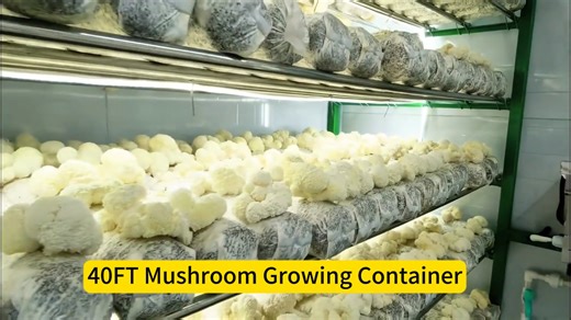 73K views · 769 reactions | Smart control mushroom cultivation container - enabling year-round mushroom production. Suitable for most mushroom growing on the market Email: vip@satrise.com Website: https://us1575110135mslj.trustpass.alibaba.com/ #SATRISE #MushroomGrowing #MushroomCultivation #MushroomMachine #MushroomFarming #MushroomContainer | Satrise Mushroom | Facebook