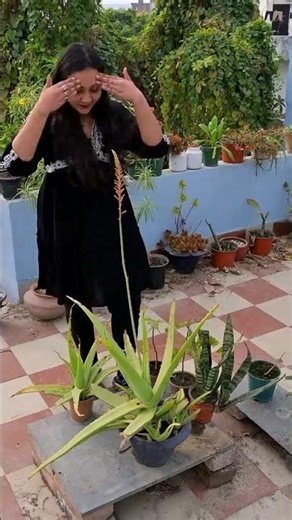 Kya main iss saal crorepati ban paungi?🤑❌🌱 Aloe Vera's flower = GOLD!🌿 #plants #gardening #garden