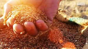 The Computer that Could Cure Death: Quantum Explained