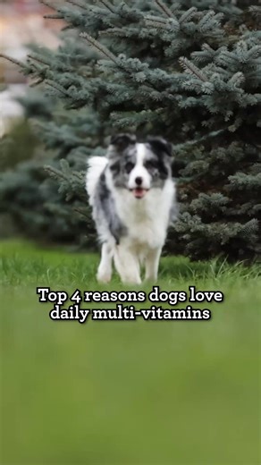 At Lucky Dog, we see how the right care can change a dog’s life. @NaturVet’s Daily Multi-Vitamin All-In-One Supplement is designed to support everyday health and wellness, from joints and digestion to skin, coat, and vitality. Its proactive care is made with purpose, helping dogs feel stronger, happier, and ready for whatever comes next. 💛🐾 Learn more pet parent tips by tuning in to #LuckyDogReunions on CBS! | Lucky Dog