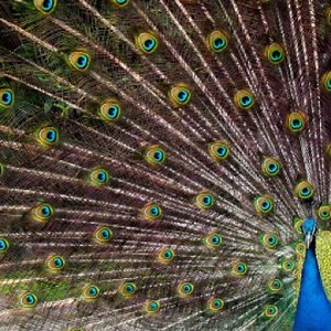 The Evolution of Beauty: Dr. Richard Prum’s endowed lecture at UMBS | U-M LSA Program in Biology