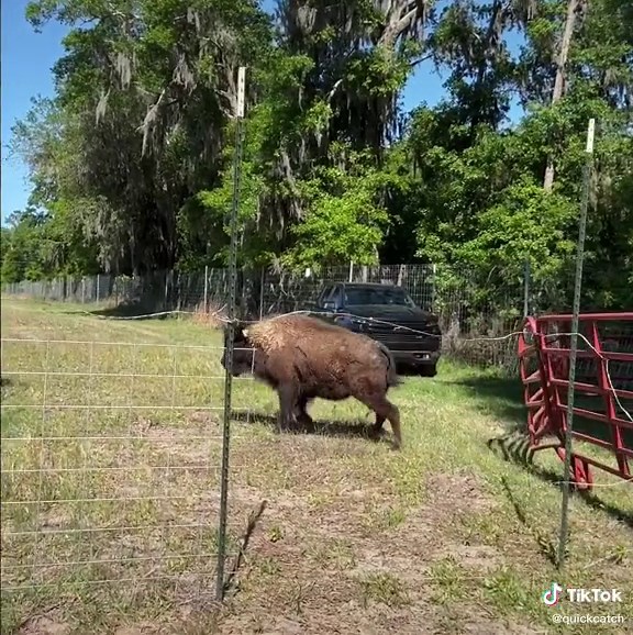 We had our hands full this morning! Have you ever seen a buffalo jump a fence like this? #bison #buffalo #wildanimals #wild