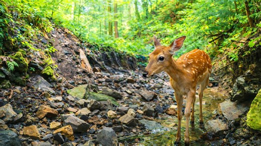 What walked by my camera trap at the river’s edge