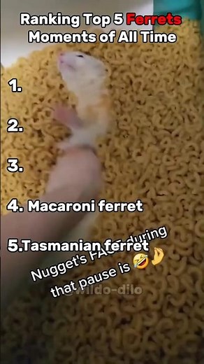 Ranking the Top 5 Funniest Ferrets 😂🔥