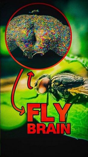We Mapped a Fly's BRAIN