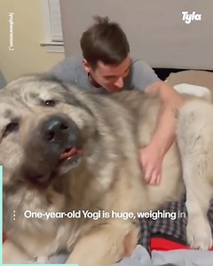 5.7M views · 180K reactions | Yogi is the biggest fluff - I want a Caucasian Shepherd Dog  | GOODLAD | Facebook