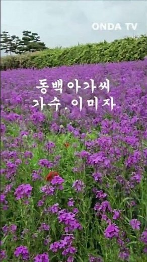 동백아가씨. 가수. 이미자. 영상. 신도 #