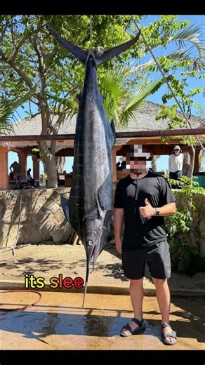 3 Fastest Fish in the Ocean