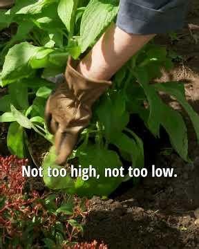How to Plant Perennials in a Border
