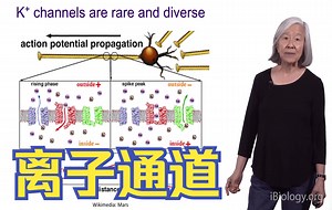 【院士讲座】离子通道第一弹 氯离子/钙离子通道 入门 电生理 配体门控 电压门控 Bill Catterall 2018 from iBiology
