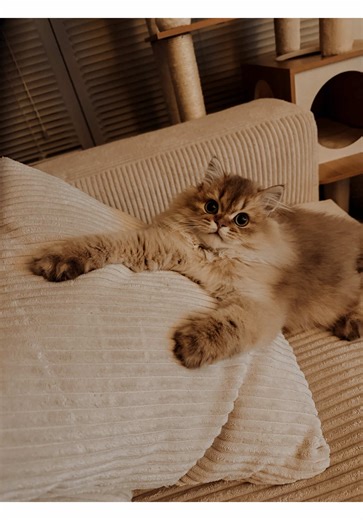 Je suis pas handicapé ! #cat #chat #humour #britishlonghair #love