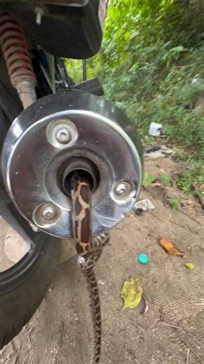 Indian Python Snake #viralvideofb