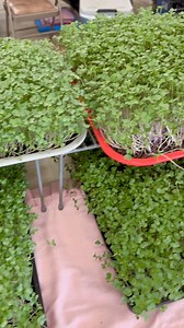 15 reactions | So much to see at the Ruston Farmers Market! Stop by today from 9am-1pm for great vendors, live music, and free coffee 220 E Mississippi Ave | Ruston Farmers Market | Facebook