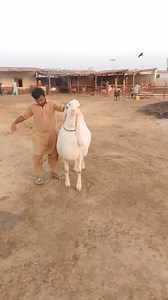 115K views · 5.8K reactions | MASHA'ALLAH SUBHAN'ALLAH ❤ ALLAH KI TAREEF HAI YEH JITNE TAREEF KI JAI KAM HAI BESHAK ALLAH K KHAZANO MAI KOI KAMI NAHI ALLAH PAK NAZAR E BAD SA MEHFOOZ RAKHE AMEEN SUM AMEEN ❤❤ | Bakra Eid In pakistan | Facebook