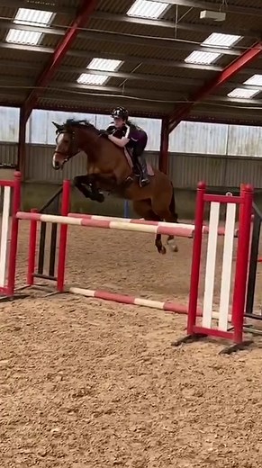 Intrigued as to which horse will go viral #viral #fyp #updown #equestrian #showjumper