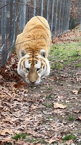 1.9M views · 81K reactions | Tigger Tiger - WAIT FOR IT!! Ear wiggles, Tail flicks, and Butt wiggles followed by a POUNCE Extraordinaire!! #waitforit #watchout #wiggles #wiggle #wigglewiggle #FunnyCat #funnymoments #funnyreels #funnyvideos #TCWR #TurpentineCreek #GFAS #GlobalFederationAnimalSanctuaries #RescueToRefuge #Sanctuary #BigCat #Cats #refuge #animalvideos #animalvideo #tigger | Turpentine Creek Wildlife Refuge | Facebook