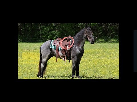 Friesian X Percheron Blue Roan Gelding f Dressage/Jumper Prospect For Sale