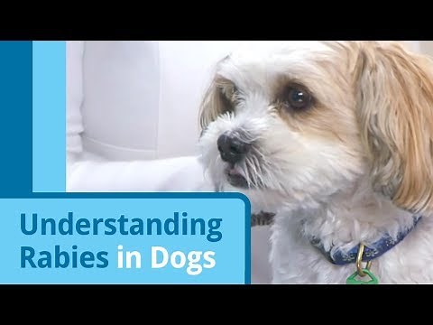 Understanding Rabies in Dogs