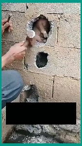 2.4K reactions · 286 shares | Un chien retrouvé coincé dans un mur…...