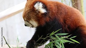 Lesser Panda, animal