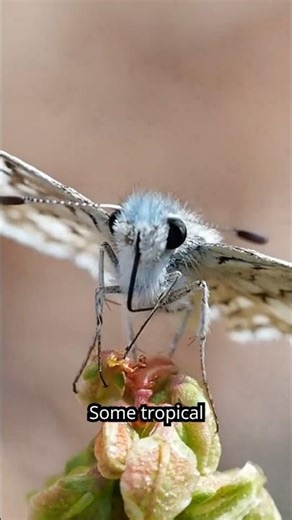 Vampire Butterflies: Nature’s Weirdest Secret!