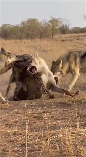 Wolves vs Hyenas: Untamed Clash Caught on Mobile #wildlifeentertainment #africananimal