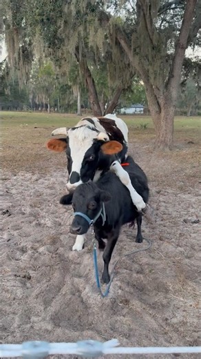 XL steer loves mini cow #funny #animals #farming