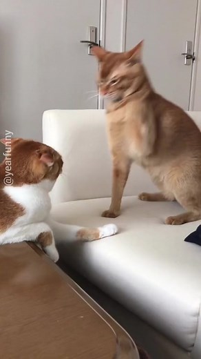 Cat behaving badly. Cat decides it wants to smack another cat many many times! IDK what this was about but the other cat finally had enough! #cats #animals #catlover #catfight #theinterludetv #catsagram #badkitty #funnyreels