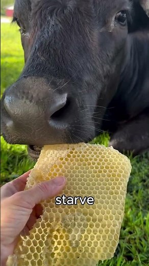 You Won’t Believe What Happens If Bees Go Extinct! 😱