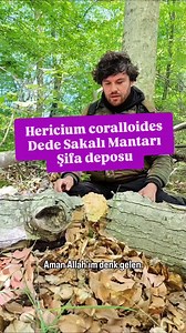 4.9K views · 1.3K reactions | Mantarımızın ismi Hericium Coralloides...