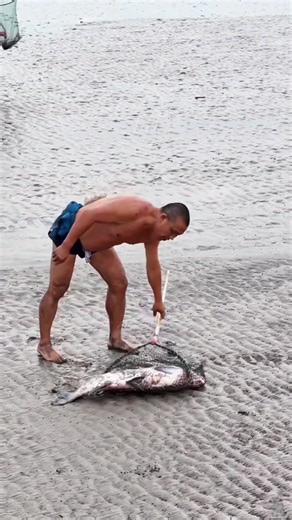 🌊🐟 Catching fish is a real skill — not just luck. Walking with the tide, reading the water, moving at the right moment. 👣 The sea gives 🧠 But only if you understand it ⏱️ One wrong step, and the chance is gone This is the real coastal life — simple, wild, and addictive. ⚠️ Respect the ocean. It rewards skill, not recklessness. ⸻ #SeaHarvest #CoastalLife #FishingSkills #OceanLife #CatchOfTheDay