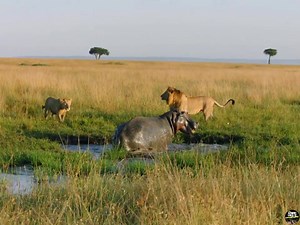 10M views · 241K reactions | Brother Hood Of Lions Part 4:- [ हिन्दी डाक्यूमेंट्री ] , #nature #animals #documentary #discovery #survivalsworld Wild World Wildlife Telecast | Survival World Tv | Facebook