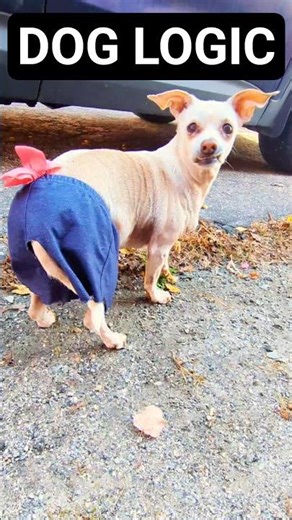 My Dog Shows Off His Booty-ful Shorts 😂🐶 #BootyFull #DogComedy #BaxterTheDog