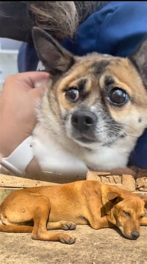 Dog Botfly Removal (Warble) Treatment | Satisfying Rescue & Healing 🐶🪱