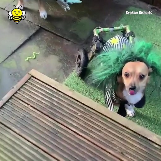 These pups all win Best Costume this Halloween 👻 | Go Fetch