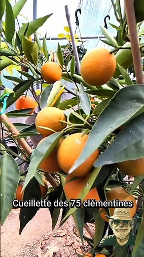Début de Cueillette de mes 75 clémentines Corse #fruit#Clémentines#Corse#fruits