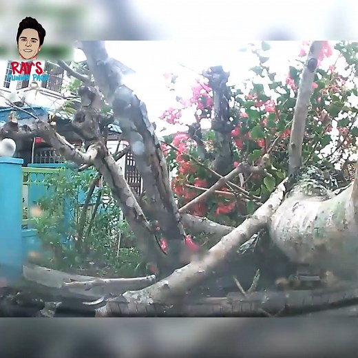 Tree-huggers beware, these branches fight back | Ray's Funny Page