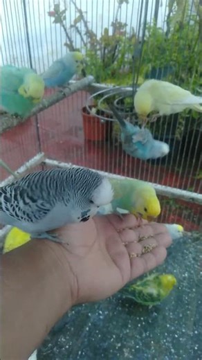 💰 Why Rare Budgies Are Trending 📊🐦💰